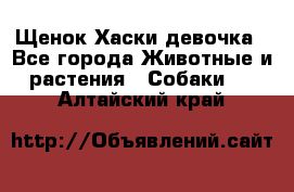 Щенок Хаски девочка - Все города Животные и растения » Собаки   . Алтайский край